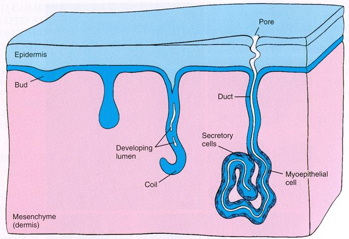 PRIMÁRNÍ VLASY / primární vlásky na těle fétu tzv. lanugo někdy po narození ještě např.