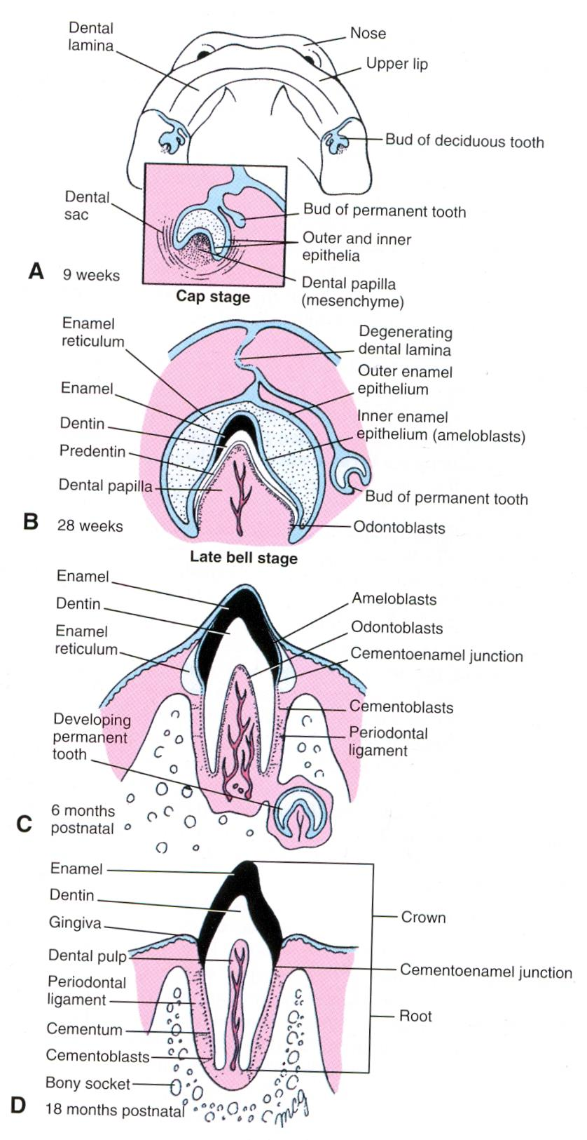 Vývoj zubů - interakce ektodermu s mezenchymem (mezenchym z oblasti neurální lišty) - 6ý týden (h) zubní lišta dentogingivální (lamina dentalis), prorůstáním ektodermu do hloubky mezenchymu - na
