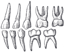 premolaris secundus (druhý třenový zub) M1: Dens molaris primus (první stolička) M2: Dens molaris