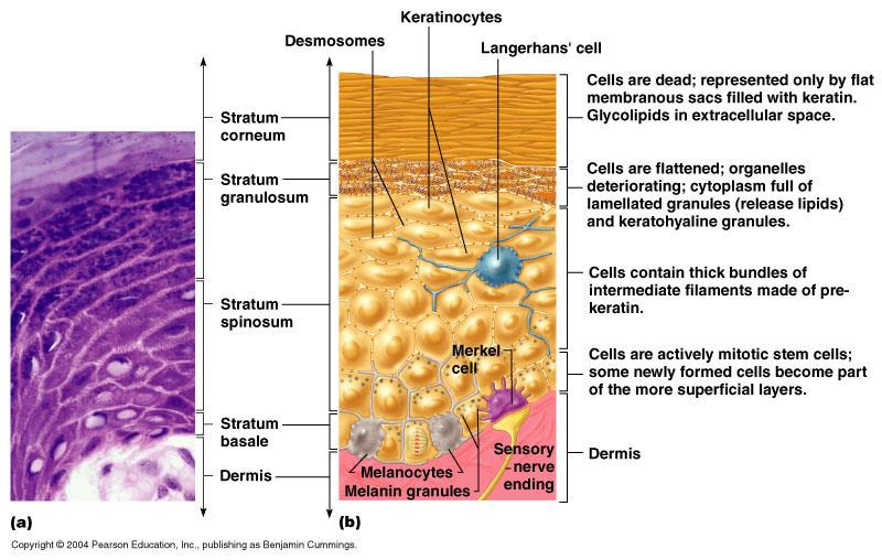 V adultní epidermis dále přítomny - melanocyty původem z neurální lišty (migrují 6-7 týden (h)) - Langerhansovy buňky původem z