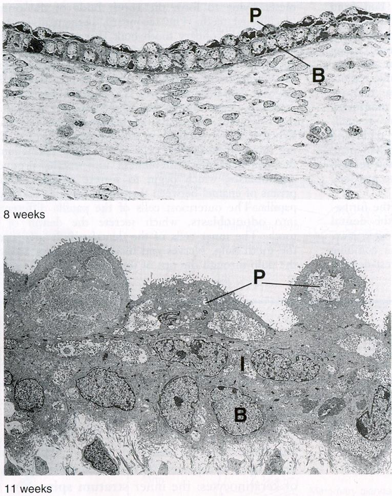 Tvorba primitivní epidermis 8-9 týden (h) - rozlišení na povrchový periderm (P) a proliferující bazální