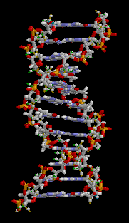 47 Obrázek 12 : Model šroubovice DNA [4] 3.5.