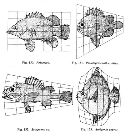 2.3 Geometrická morfometrika Morfometrika je metoda studia tvarové variability a její kovariance s dalšími proměnnými.