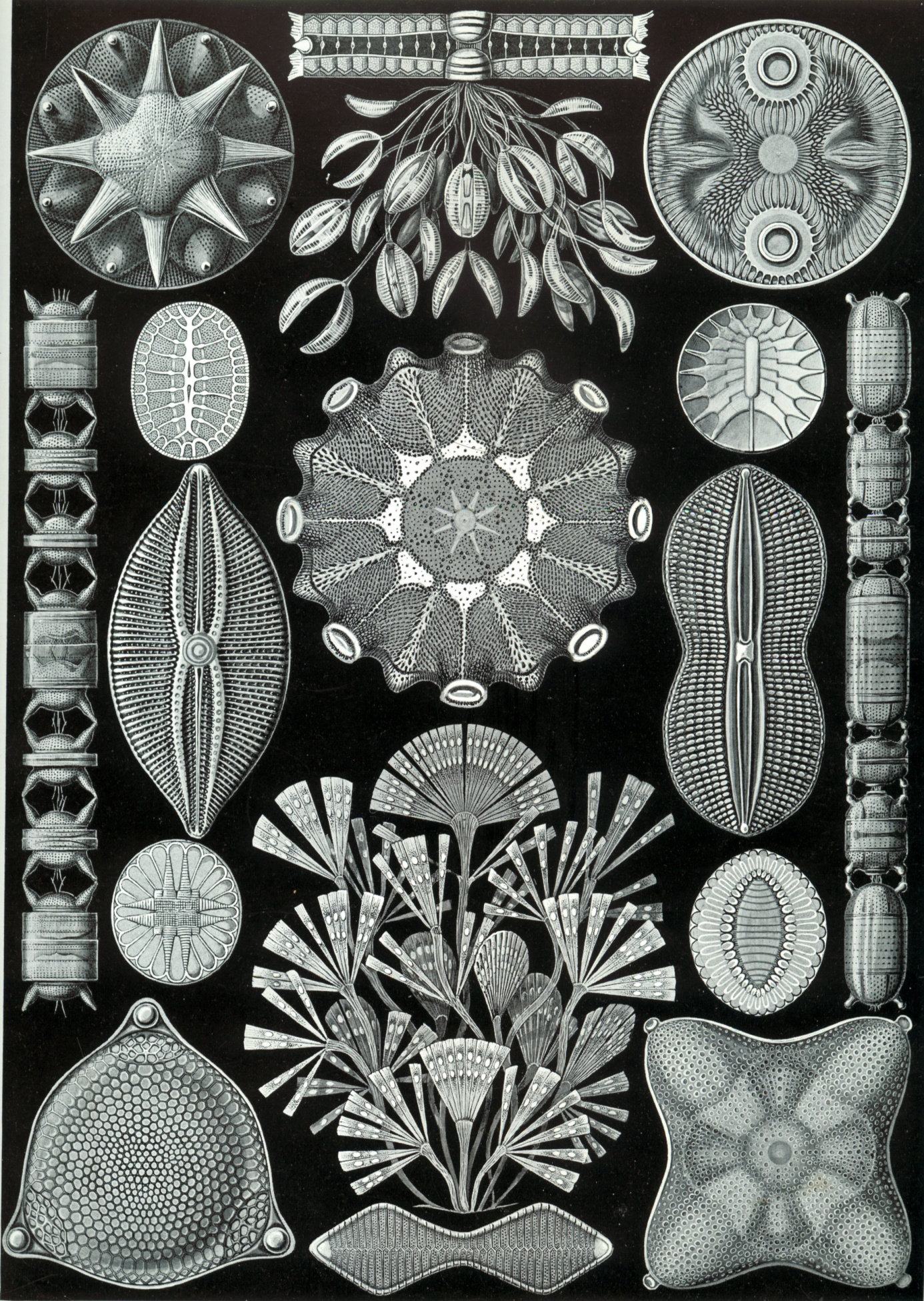 Ernst Haeckel: Diatomea, převzato z