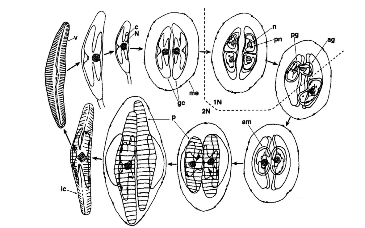 Po dělení iniciální buňky již vznikají schránky s typickou morfologií (Van Den Hoek, 1995; Elund & Stoermer, 1997), (Obr. 1.2).