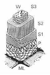 α p : α r : α t = 20 : 10 : 1 Obr.4 Závislost bobtnání dřeva (Fagus spp.) na vlhkosti. 1 podélné, bobtnání 2 radiální, bobtnání 3 tangenciální,bobtnání 4 objemové bobtnání.