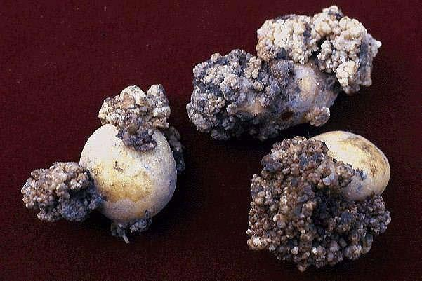 Odd. Chytridiomycota houby buněnkové Rakovinec bramborový (Synchytrium
