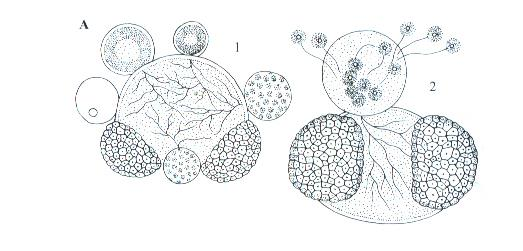 Odd. Chytridiomycota houby buněnkové