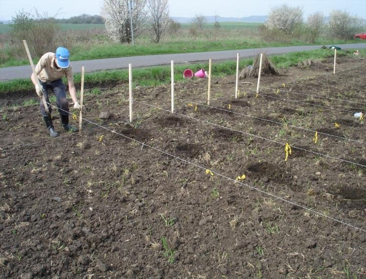 Remeš 2) NAZV QJ1220331 (doba řešení: 2012 2016): Technologie produkce listnatých poloodrostků a odrostků nové generace v lesních školkách a užití tohoto