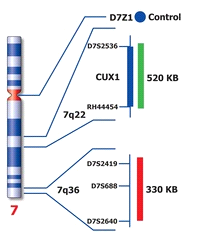 LSI sonda (7q22/7q36)/SE 7 TC (Kreatech) se váže na tři oblasti chromozómu 7. Jednou z nich je centromera (lokus D7Z1), oblast je značena modrým fluorochromem (Spectrum Aqua - SA).