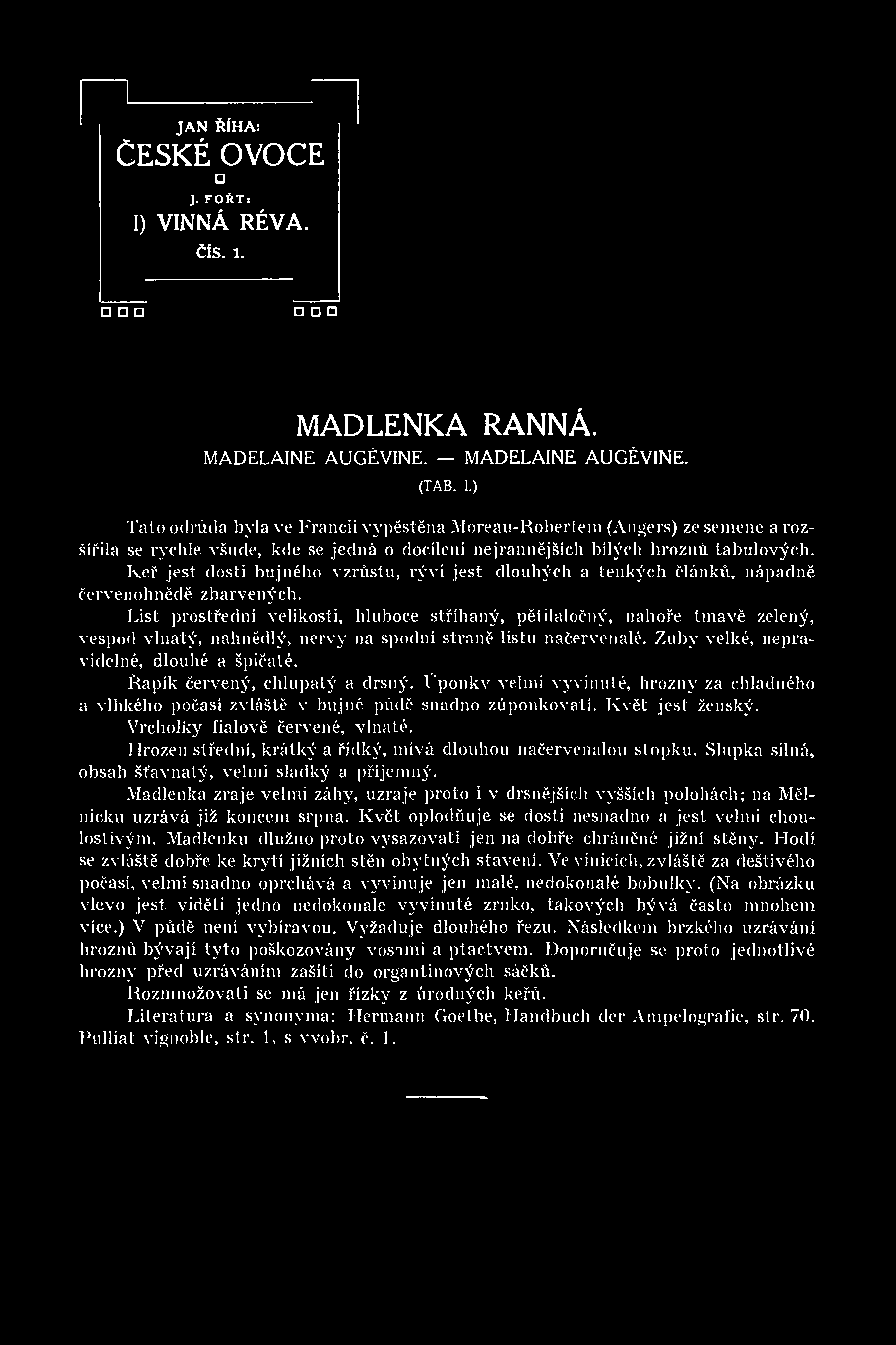 ) Tato odrůda byla ve Francii vypěstěna Moreau-Robertem (Angers) ze semene a rozšířila se rychle všude, kde se jedná o docílení nejrannějších bílých hroznů tabulových.