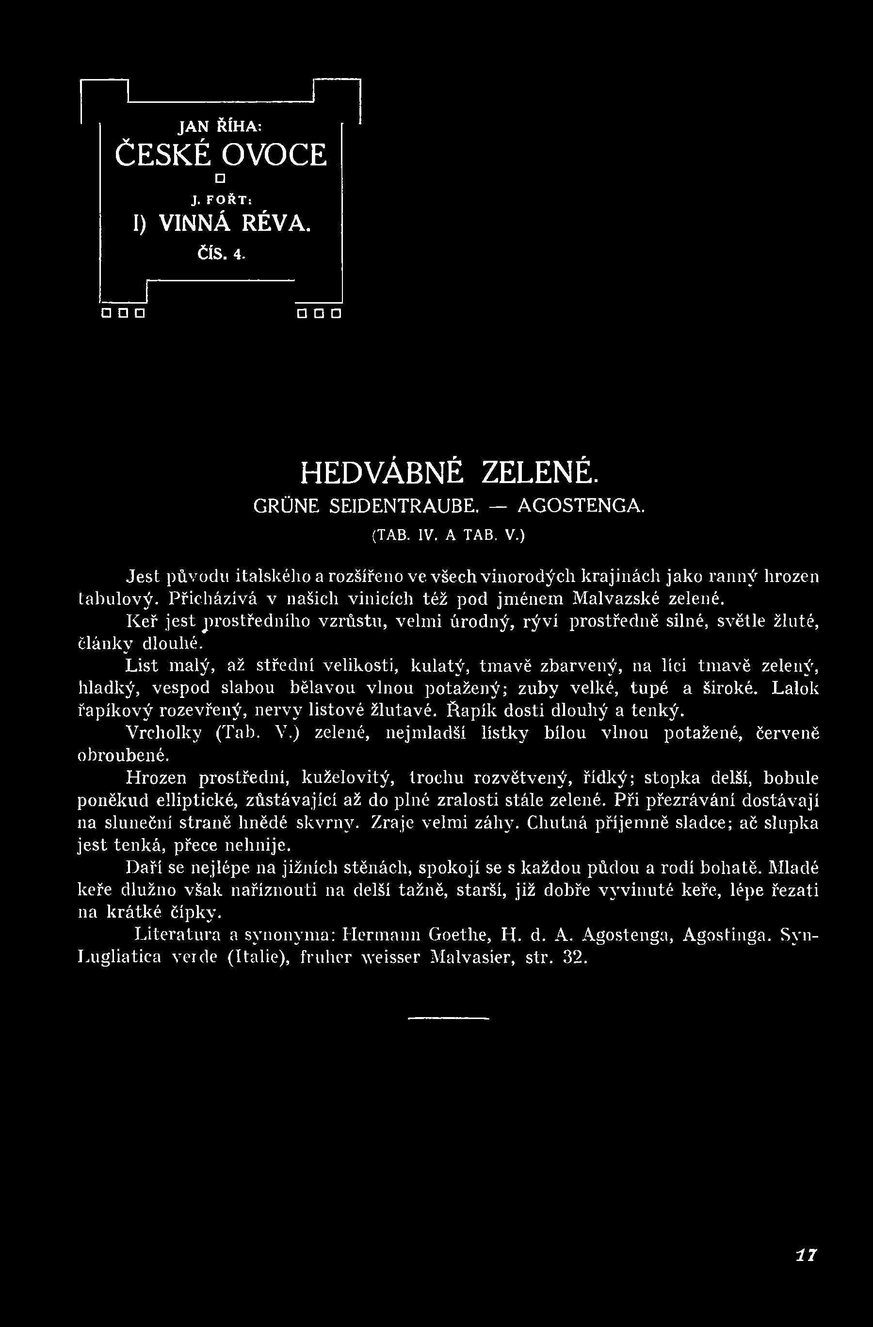 Hrozen prostřední, kuželovitý, trochu rozvětvený, řídký; stopka delší, bobule poněkud elliptické, zůstávající až do plné zralosti stále zelené.