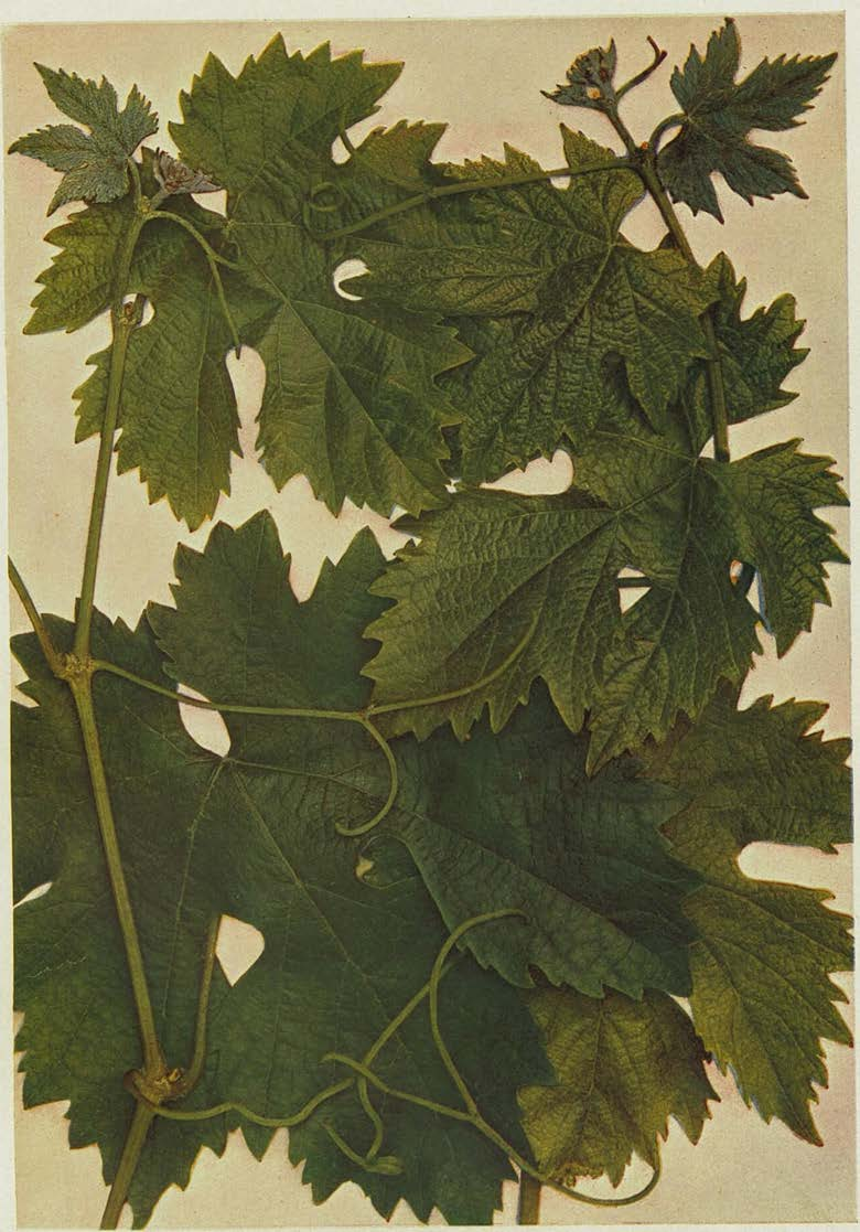 ČESKÉ OVOCE V.