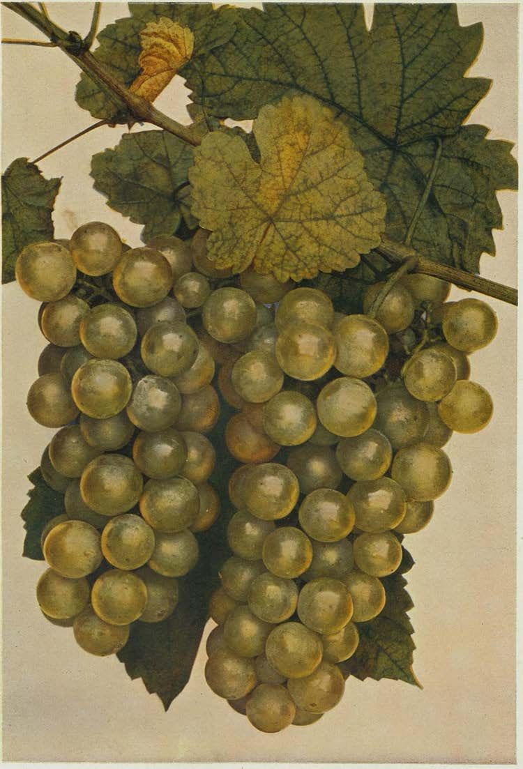 WEISSER GUTEDEL
