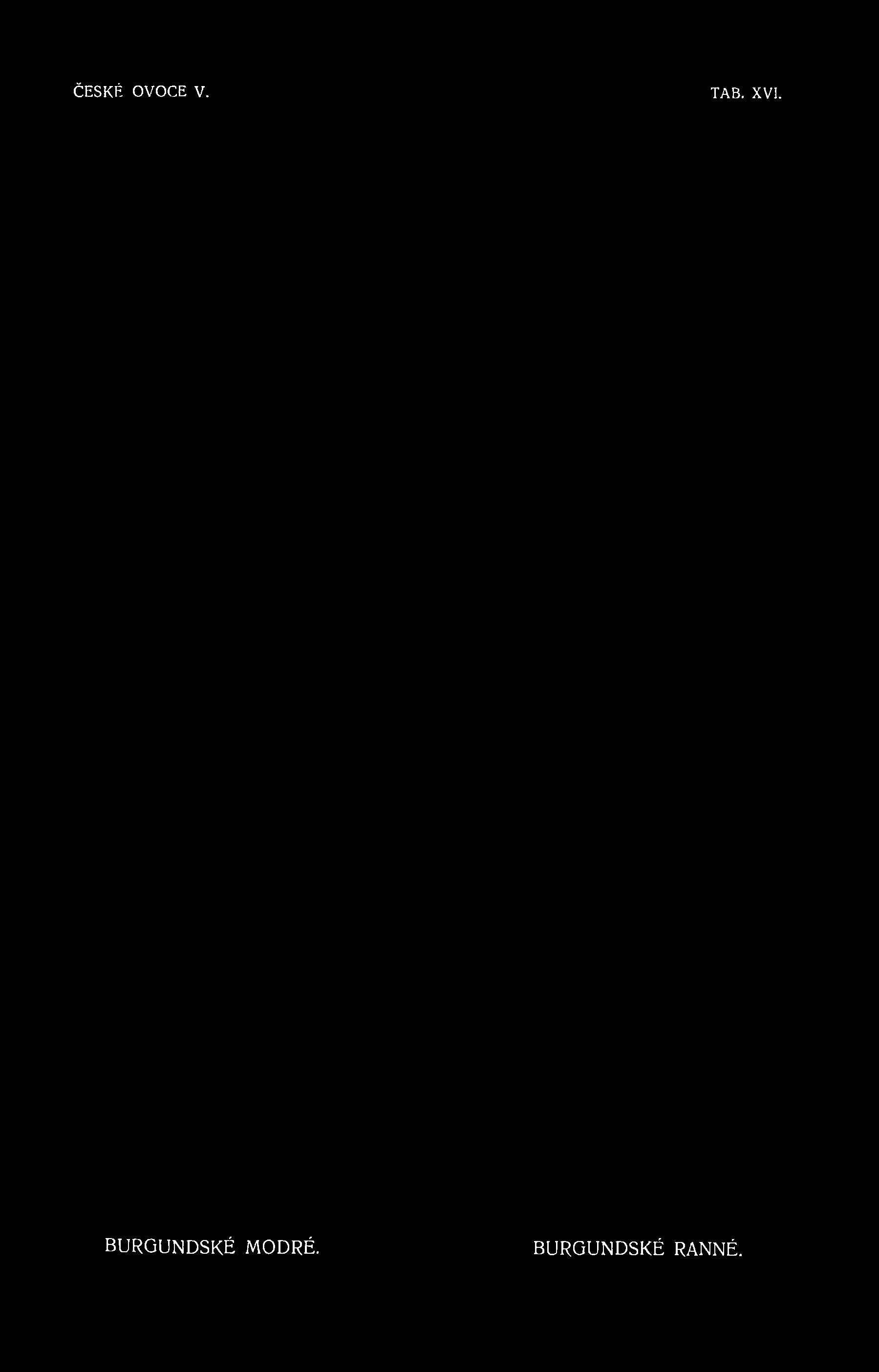 TAB. XVI.