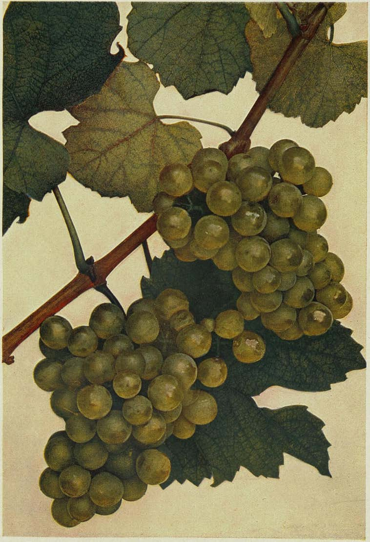 BURGUNDSKÉ BÍLÉ.