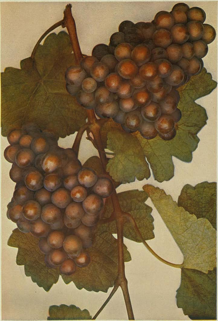 ČERVENÝ.