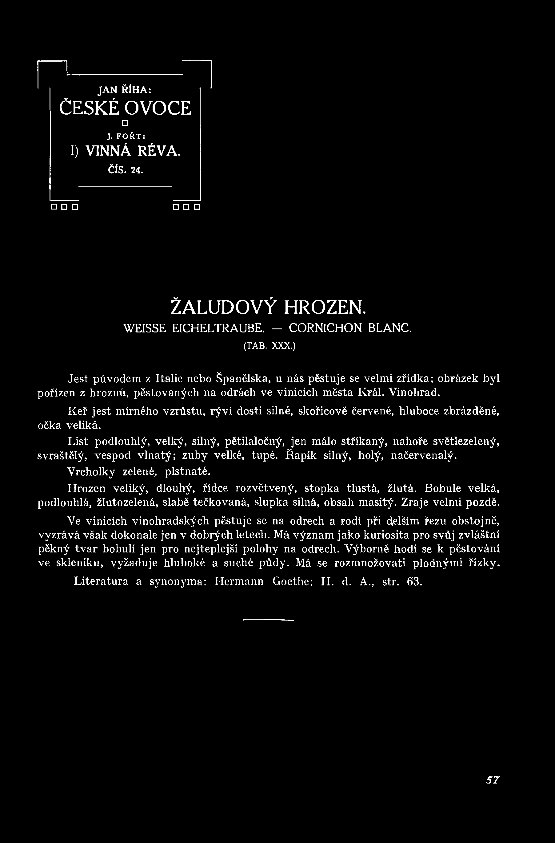 Keř jest mírného vzrůstu, rýví dosti silné, skořicově červené, hluboce zbrázděné, očka veliká.