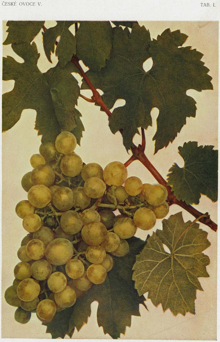RANNÁ.