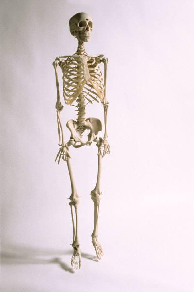 Základy osteologie