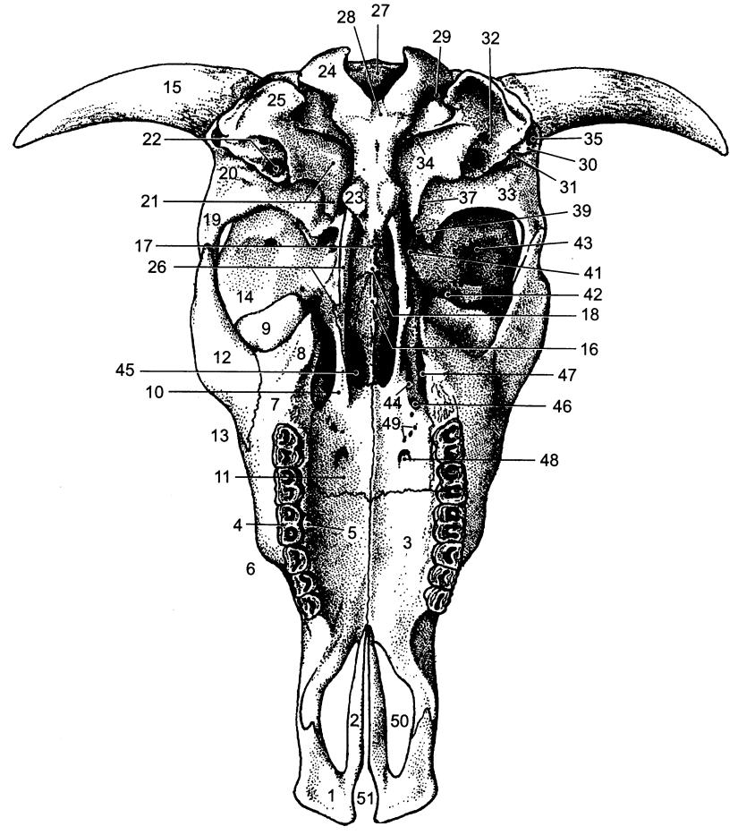Lebka (cranium) 1 os incisivum (corpus, facies palatina) řezáková kost (tělo, patrová plocha) 2 processus palatinus ossis incisivi patrový výběžek řezákové kosti 3 processus palatinus maxillae -
