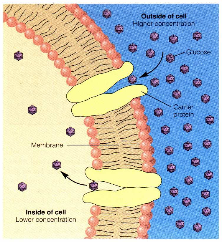 GLUKÓZA: Transport pasivní - usnadněnou difůzí ATP Transport glukózy z krve do buněk probíhá usnadněnou difůzí.