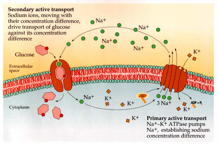 GLUKÓZA: Transport aktivní spřažený Na+ transport ATP Sekundární aktivní transport: Na+ jsou transportovány po směru koncentračního spádu a s sebou strhnou glukózu proti