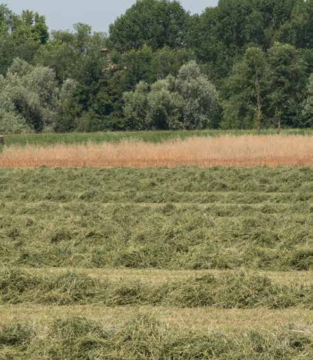 IMPRESSionen Za názory uživatelů Rakouská sázka na kvalitu řezanky "Kvalita řezu je skvělá.