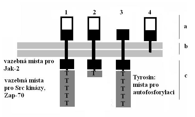 Obrázek 1. Typy receptoru pro prolaktin (PRL-R) Lidský PRL-R se vyskytuje ve 4 variantách, které vznikají alternativním splicingem.