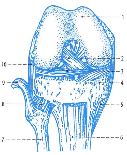 PŘÍLOHA V: Anatomie kolenního kloubu Obrázek č. 1: Vazy kolenního kloubu (2) 1) Condylus medialis 2) Přední zkřížený vaz 3) Lig.