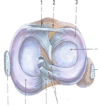 capitis fibulae 9) Šlacha m, biceps femoris 1) Lig. colalaterale fibulare Obrázek č.