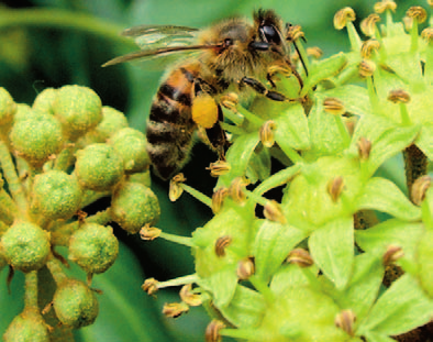 O to více ceněné jsou ty, které kvetou v jinou dobu a poskytují včelám potravu v období, která