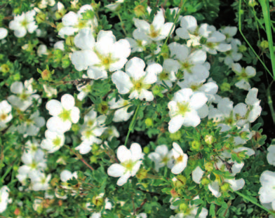 nektaru i menší množství pylu Komule (Buddleia) přilákají mimo včel i další hmyz od července