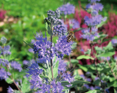 dlouhou dobou kvetení patří mochna křovitá (Potentila fruticosa), kterou navštěvují včely od