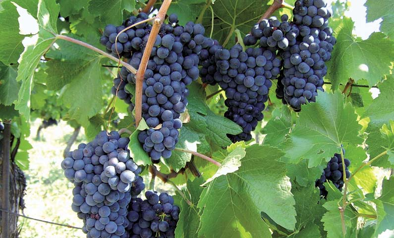 vensku. Cabrio Top je registrovaný na ošetrovanie viniča proti peronospóre a múčnatke.