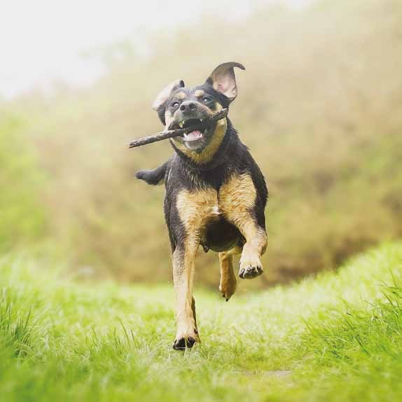 HEALTHY PETS HEALTH CARE SNACKS Funkční pamlsky pro každodenní péči. Měkké a chutné snacky obohacené o komplex účinných látek, bylin a výtažků pro účinnou prevenci nejčastějších zdravotních obtíží.