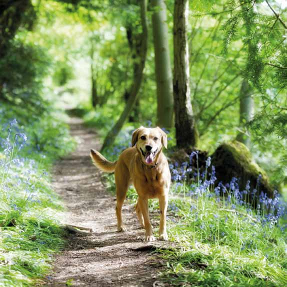 HEALTHY PETS NATURAL LINE Ovoce, zelenina, minerály, oleje a byliny jsou zdravým doplňkem každodenní výživy. Canvit Natural je přírodní lékárna produktů s prokázanými zdravotními účinky.