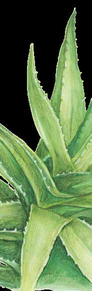 Aloe Vera Kelp (Ascophyllum nodosum) 80g Aloe vera je sukulentní vytrvalá bylina s vysokým obsahem vitamínů zejména skupiny B včetně B12, dále obsahuje vitamíny C, E, A, které slouží v