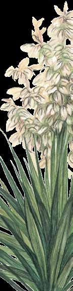 Yucca Schidigera 150g Yucca Schidigera je pouštní bylina s vysokým obsahem saponinů, které v organismu působí jako účinný