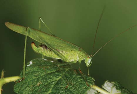 Rovnokřídlý hmyz (Orthoptera), švábi (Blattaria), škvoři (Dermaptera), kudlanky (Mantodea) J. Holuša, P. Kočárek & O.