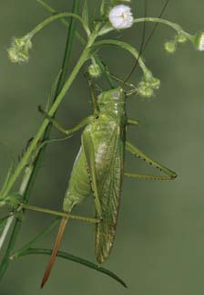 19.4 Kobylka (Tettigonia caudata). Kobylka zavalitá je evropský montánní druh rozšířený v Pyrenejích, Alpách a Karpatech.