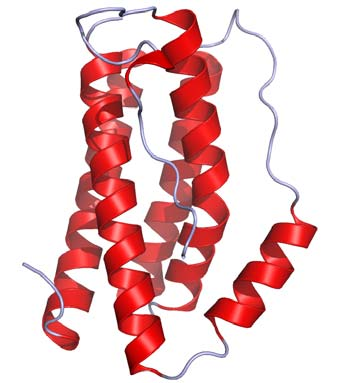 Pluripotentní prozánětlivé cytokiny IL 6 a IL-1 Produkce aktivovanými