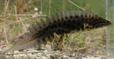 Salamandridae rozdíly vodních larev protáhlá larva - keříčkovité žábry dravé larvy čolků nejprve přední pak zadní končetiny larvy mloků (ovoviviparní) se rodí čtyřnohé žáby y(