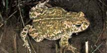 čeleď ropuchovití (Bufonidae) žáby žijící v lesích často i v