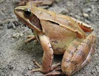 Pelophylax