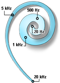 4 KAPITOLA 2. PSYCHOAKUSTIKA Obrázek 2.1: Rozložení vláskových buněk detekující dané frekvence, převzato z [14] 2.
