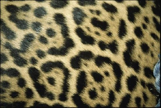 (Panthera onca) největší americká kočkovitá šelma