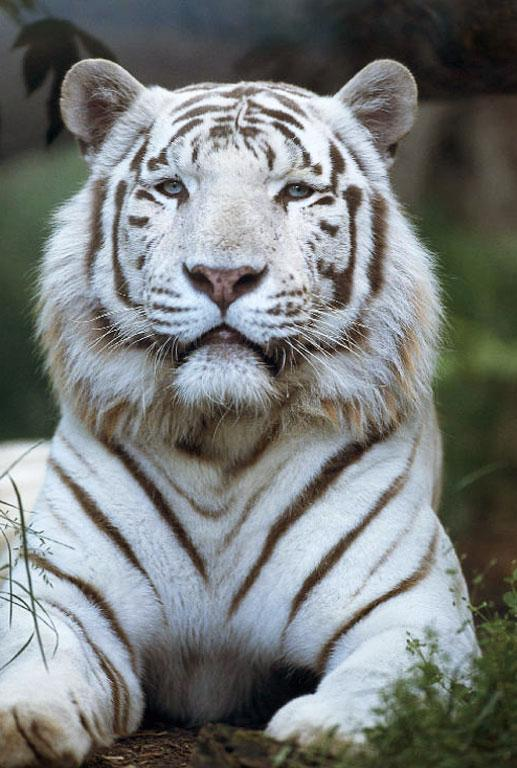 bílý tygr páření mezi rodiči a mláďaty v přírodě vzácní