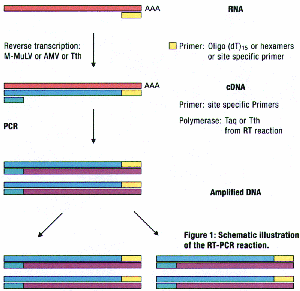 RT-PCR