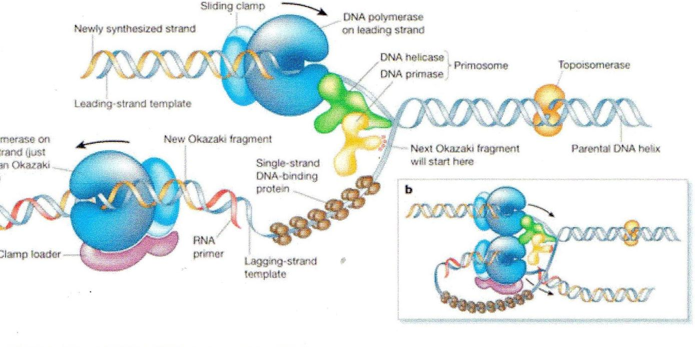 Replikace DNA Replikace je kopírování molekuly DNA. Genetická informace se přenáší z jedné molekuly do jiné molekuly stejného typu.